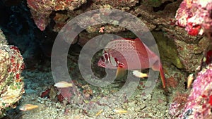 Bright red fish in corals underwater sea.