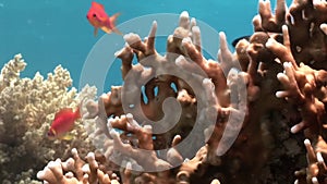 Bright red fish in corals underwater sea.