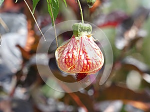 Bright red flower bloom of the callianthe picta also known as Abutilon striatum.