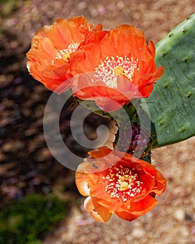 Bright red flower of blooming Opuntia cactus prickly pears.