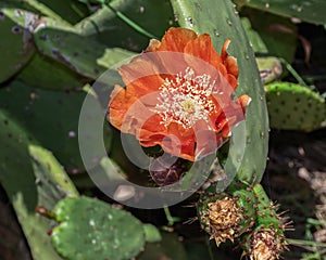 Bright red flower of blooming Opuntia cactus prickly pears.