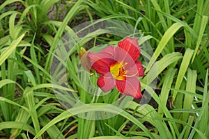 Bright red flower in the leafage of Hemerocallis fulva