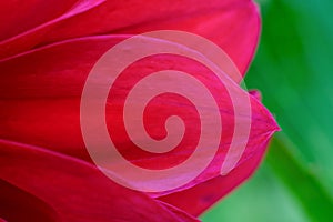 Bright red flower petal on green bokeh effect background macro photo. Floral