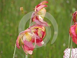 the bright red flower of the pink sarracenia