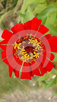 Bright Red Flower with Tiny Yellow Petals