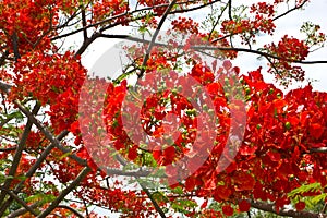 Bright red flowers