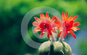 The bright red flowers of the cactus on blurred greenery background with bokeh and copy space.