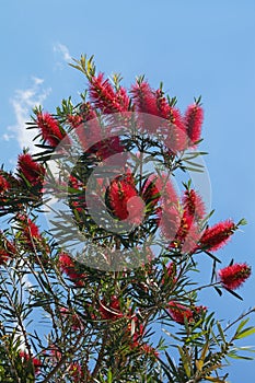 Bright red flowers of Callistemon viminalis Melaleuca viminalis, Weeping Bottlebrush