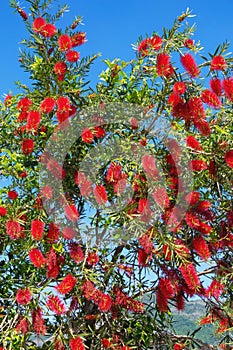 Red flowers of Callistemon viminalis tree ( Weeping Bottlebrush ) photo