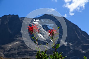 The bright red flowers of Chilean fire bush Embothrium coccineum in Torres del Paine National Park