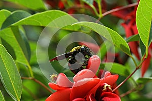 Red Flowers of Tropical Bush Erythrina Crista Galli with bumblebee photo