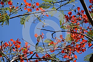 Bright red flowers on the flame tree