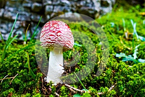 Bright red fly agaric mushroom with white dots growing in green moss near cliff in the fall