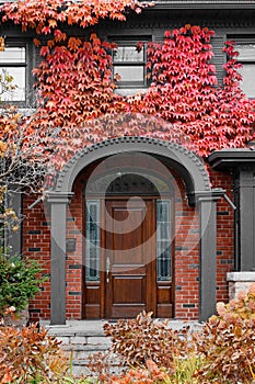 bright red foliage on ivy