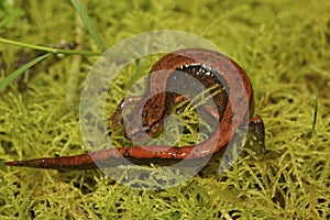 A bright red form of the Western redback salamander, Plethodon vehiculum