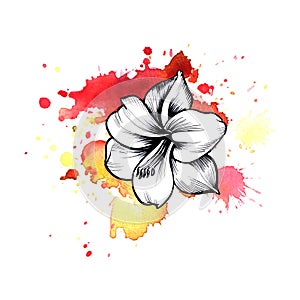 A bright red formless watercolor blot. Amaryllis ink flower line graphic