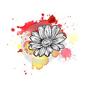 A bright red formless watercolor blot. Daisy ink flower line graphic