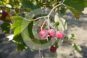 Bright red fruits of Crataegus submollis