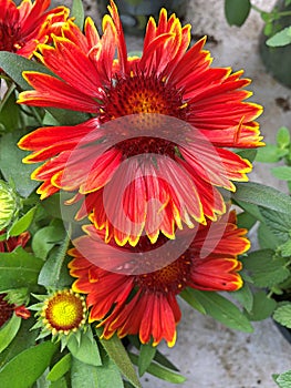 A bright red Gaillardia flower