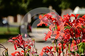 Bright red geranium flower closeup detail with blurred sof background of green park. photo