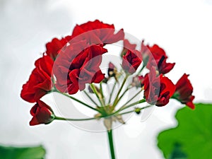 Bright red geranium flower grows in a pot on the windowsill