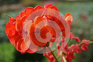 Bright Red Geranium flowers with green blurred background