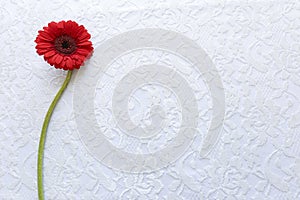 Bright red gerbera flower with green stem on white lace