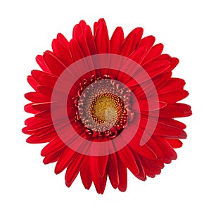 Bright red Gerbera flower isolated on white background