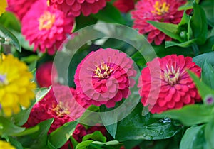 Bright red gerbera gerbera jamesonii in garden