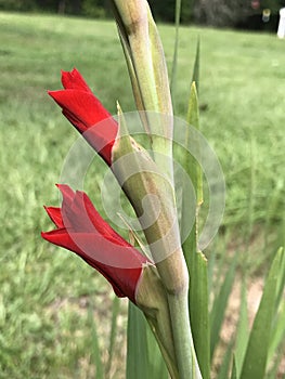Bright Red Gladiolas - Linnaeus - in Morgan County Alabama US photo
