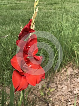 Bright Red Gladiolas - Linnaeus - in Morgan County Alabama USA photo