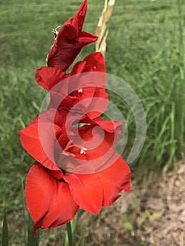 Bright Red Gladiolas - Linnaeus - in Morgan County Alabama USA photo