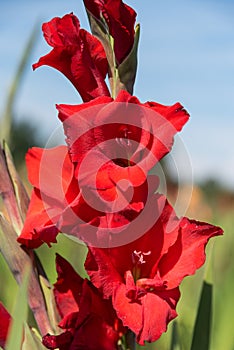 Bright red gladiolus - ornamental plant