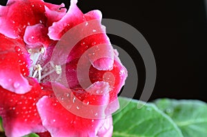 Bright red gloxinia