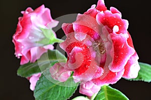 Bright red gloxinia