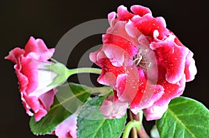 Bright red gloxinia