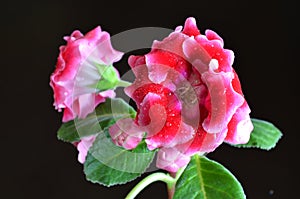 Bright red gloxinia