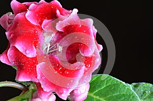 Bright red gloxinia