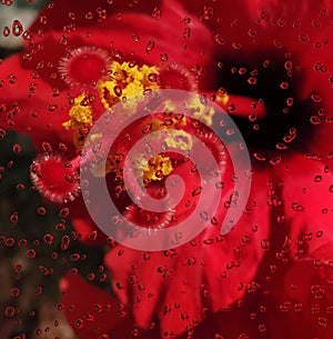 bright red and gold hibiscus bloom with rain drops