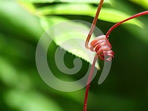 Bright Red Grape Vine Tendril Spiral