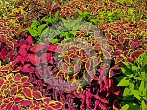 Bright red and green coleus plant background