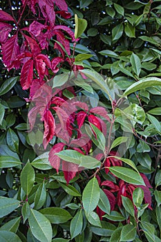Bright red and green leaves