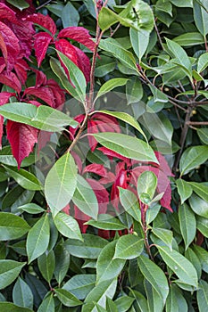 Bright red and green leaves