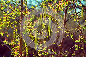 Bright red and green male and female alder tree catkin buds