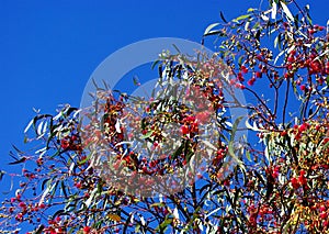 Bright Red Gumnuts