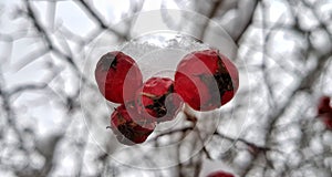 Bright red hawthorn berries covered with white snow on a snowy village street on a frosty winter day