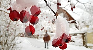 Bright red hawthorn berries covered with white snow on a snowy village street on a frosty winter day