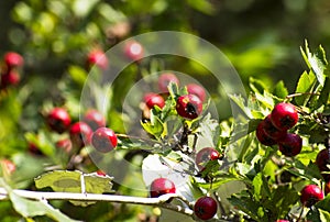 Bright red hawthorn fruit