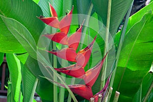 Bright Red Heliconia flower on green leaves background. Tropical plant close-up.