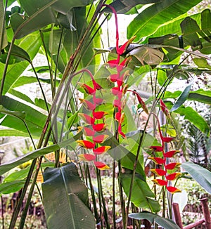 Bright red heliconia rostrata